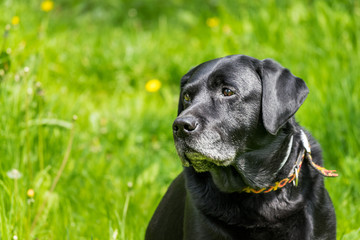 Portrait of an old black labrador dog with grey muzzle on a natural bright green grass background.