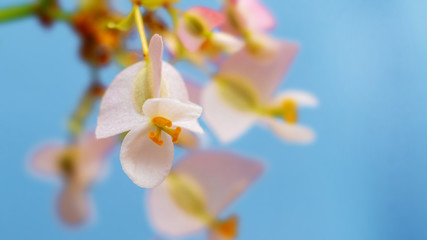 Delicate white and pink begonia flowers on light blue background_