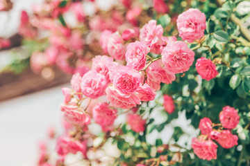 Pink spray rose close-up. Bright sunshine. The concept of Mother's Day, flowering, spring, summer. Copyspace. Image suitable for banner, postcard.