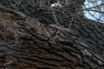Fototapeta na wymiar Camouflaged Owl in Tree