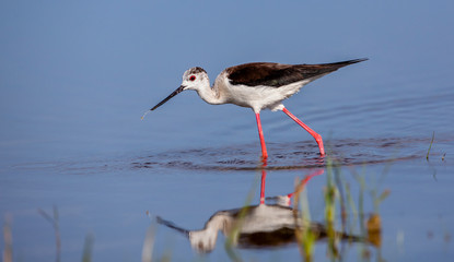 Ein Stelzenläufer im Flachwasser mit Spiegelung.