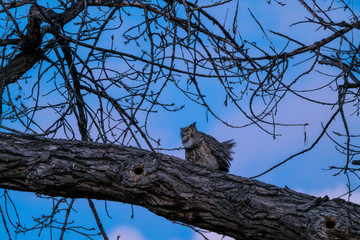Great Horned Owl