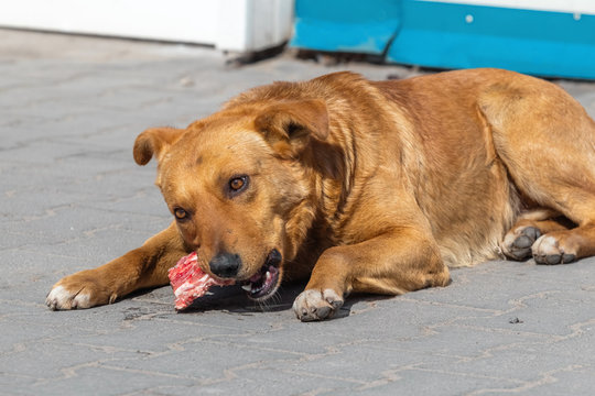 Brown Dog Eating Meat On Sidewalk Of City Park