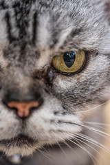 Left eye of a cat - striped - grey and black