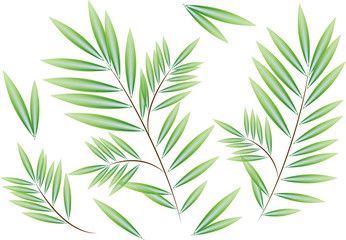 willow branches collage vector illustration of floral elements