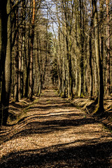 Obraz premium The rays of the sun on the road in the forest. Beautiful landscape. Background.