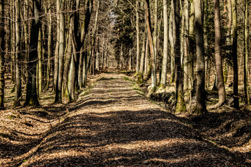 The rays of the sun on the road in the forest. Beautiful landscape. Background.