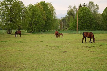 Few horses graze in a green meadow on the outskirts of the village