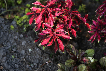 abstract blurred wallpaper of flowers with red leaves with yellow ends; sharpness only in some places blooms