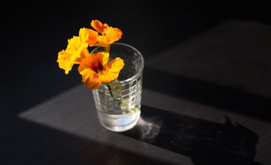 Flowers in a Vase Sunlight Orange Table Room