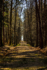 Obraz premium The rays of the sun on the road in the forest. Beautiful landscape. Background.