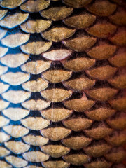 Beautiful golden fish scales close-up