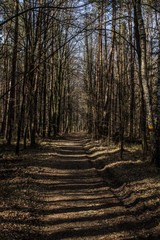 The rays of the sun on the road in the forest. Beautiful landscape. Background.