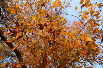 A plane tree with orange leaves and cones against the blue sky in the wind. General plan . Golden leaves in Autumn