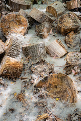 Wooden logs with leaves and pollen in the field