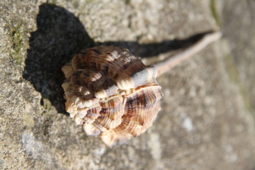 Murex tropical pacific ocean shell gastropod 