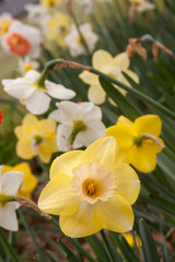 Naklejka na ściany i meble yellow daffodils 