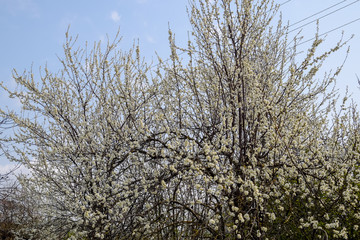 Fototapeta premium Two plum blossoming trees. Blooming garden