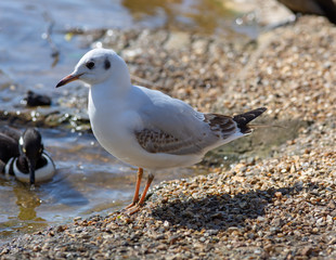 marine bird by a pond