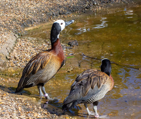 Whistling ducks by pond
