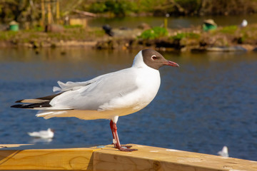 Black headed gull by a blue lake