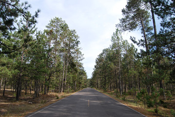 road in the forest