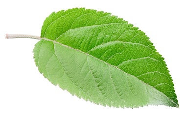Fototapeta premium Apple leaves isolated on white