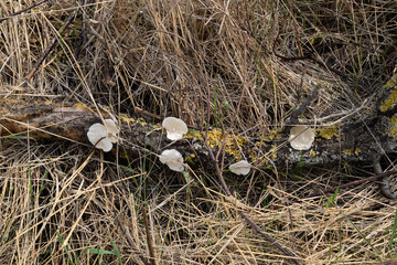 Mushrooms tinder fungi. Lichens on tree log. yellow lichens in the garden.