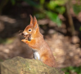 Naklejka na ściany i meble Super cute red squirrel eating