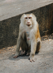 Monkey in the national park in the Monkey Hill in Thailand, Phuket. Monkeys at the zoo concept. 