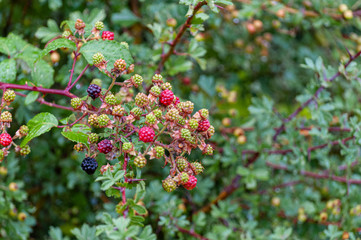 Obraz premium France. Mûres sauvages rouges et noires.