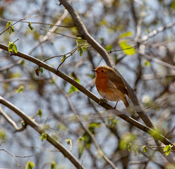 Cute Robin on a branch in spring