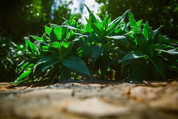 green leaves of a tree