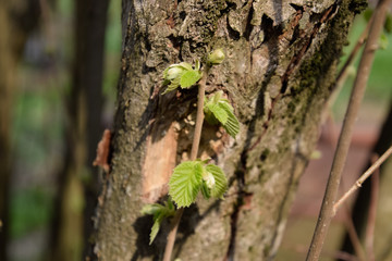 buds of hazelnuts in the spring. Leaves and branches of hazel.