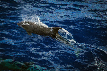 dolphin in blue water