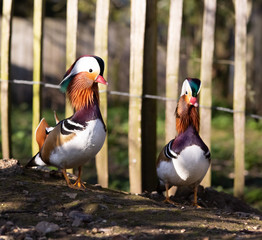 Cute mandarin ducks by a fence
