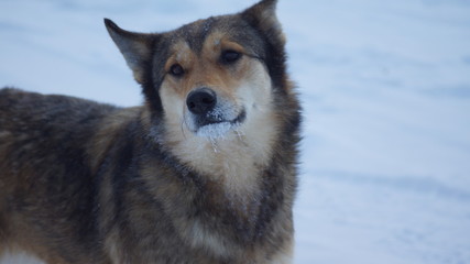 a stray dog on a winter day, snout in the snow
