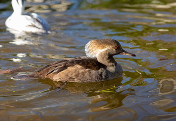 Merganser duck in a pond