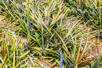 field of pineapples