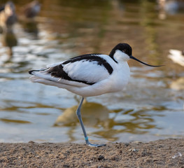 avocet in a lake