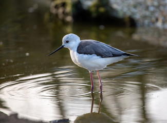 Fototapeta premium black and white bird in a lake