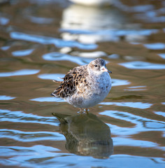 Ruff in a paddle of water