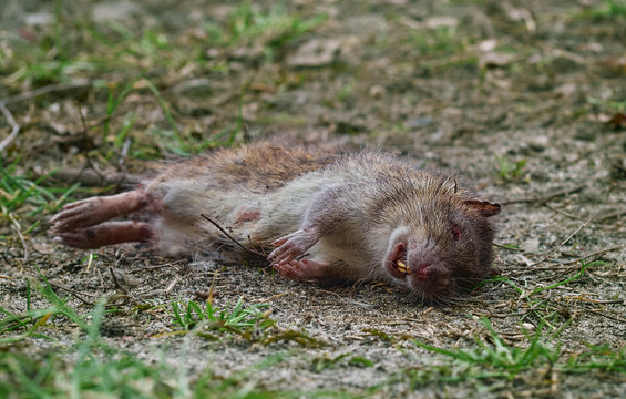 Dead rat in the city.