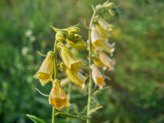 Beautiful large yellow foxglove or big-flowered foxglove.