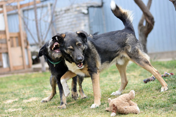 two large dogs are playing and fighting on a green lawn. friendly dog fight