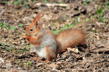 Naklejka na ściany i meble squirrel with an appetite gnaws a delicious nut