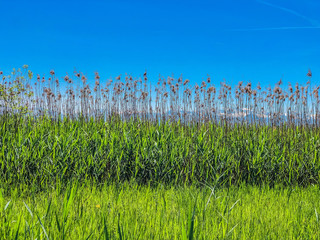 Obraz premium grass and blue sky