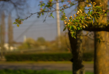 The beginning of spring in Germany