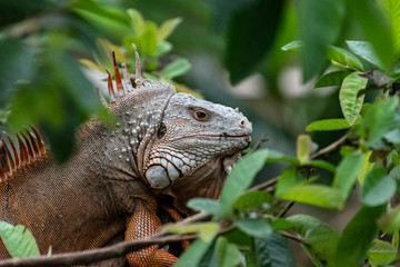 Leguan on the tree.