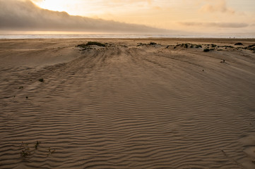 Fototapeta na wymiar Windswept beach at sunset